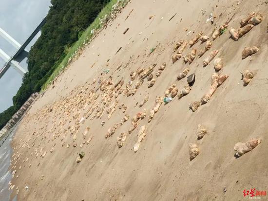 ▲成千上万只猪脚铺满海岸边的沙滩