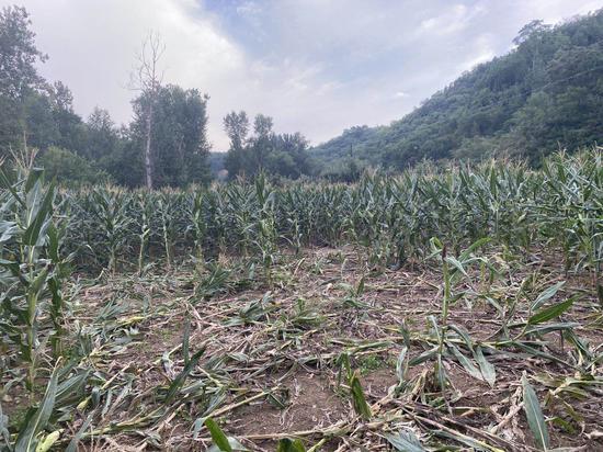 肖振利的玉米田,大片玉米被野猪扑倒。新京报记者 张熙廷 摄