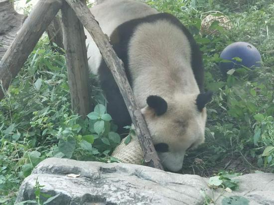 北京动物园回应熊猫秃头打滚引起的毛发磨损