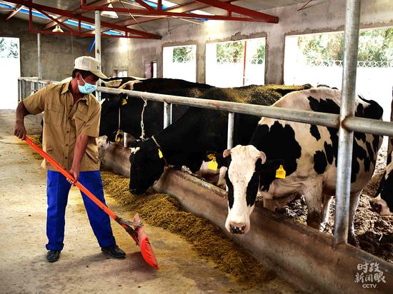 △新疆喀什莎车县发展奶牛养殖、奶制品加工等扶贫产业。