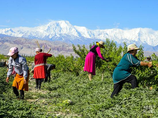 △新疆阿克陶县村民在林果基地为桃树打枝，林间同时套种了西瓜。