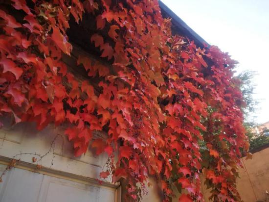 北京霜降气温迎新低  双休日晴朗微风宜出游