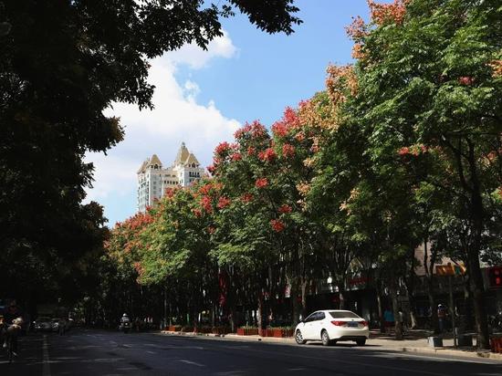 上海今年41条落叶不扫景观道公布 其中2条明天就