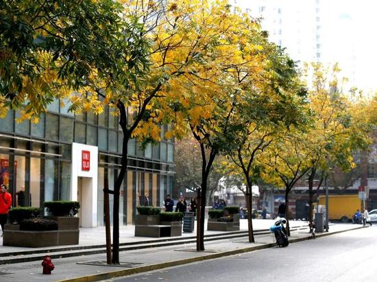 上海今年41条落叶不扫景观道公布 其中2条明天就