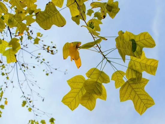 上海今年41条落叶不扫景观道公布 其中2条明天就