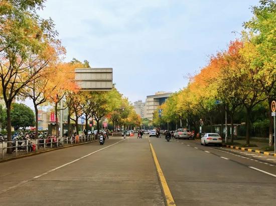上海今年41条落叶不扫景观道公布 其中2条明天就