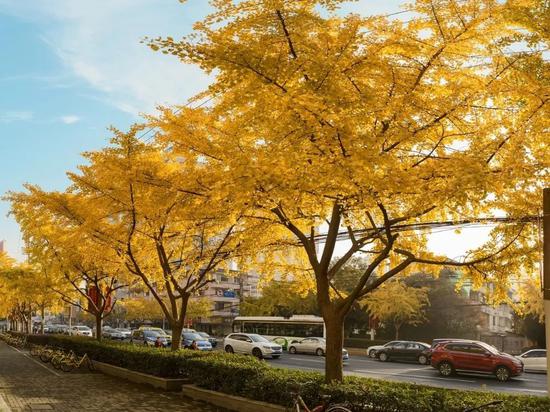 上海今年41条落叶不扫景观道公布 其中2条明天就