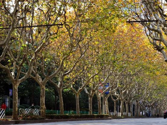 上海今年41条落叶不扫景观道公布 其中2条明天就