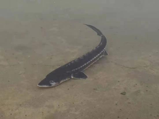 中国水产科学研究院长江水产研究所国家一级重点保护动物长江鲟的野生