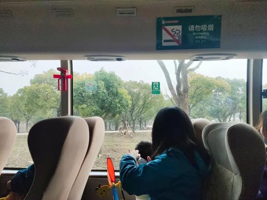 2021年3月13日，欣欣和张萌在上海野生动物园游览车上。新京报记者 马延君 摄