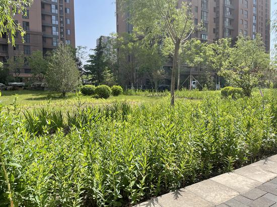  紫运南里二区内的生物滞留池“雨水花园”