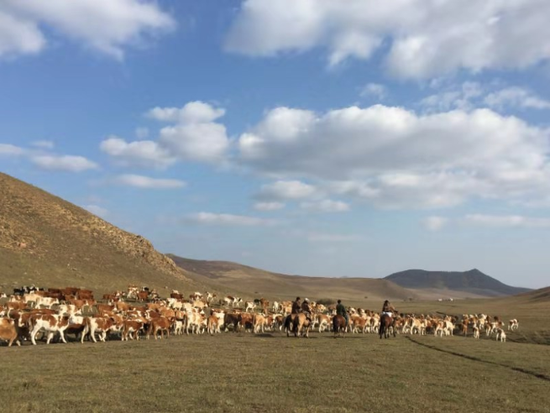 △这是玛拉沁艾力养牛专业合作社的养殖基地。