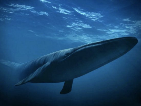水下潜游的鲸可以几乎不发出声音