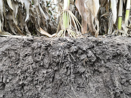 10月9日，梨树县泉眼沟村保护性耕作地块的玉米根系。新华社记者薛钦峰摄