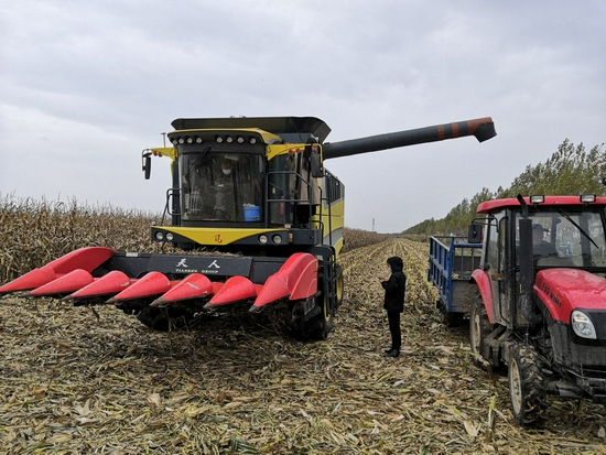  10月9日，梨树县北老壕村农民准备收割玉米。新华社记者薛钦峰摄