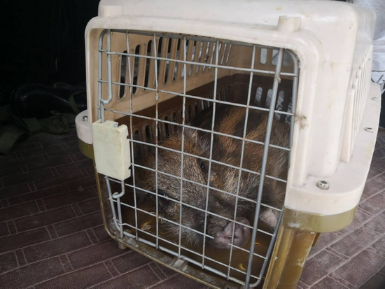 村民下套抓野猪回家圈养 涉嫌非法狩猎罪被起诉引争议