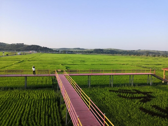 2021年7月，延边朝鲜族自治州和龙市光东村稻田景色。（新华社记者薛钦峰摄）