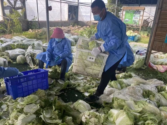  张符亮和妻子正在农业合作社里分拣蔬菜。（受访者供图）