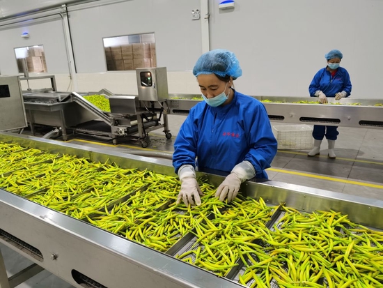 2020年7月12日，大同市云州区一家黄花加工厂的工人在清洗黄花。新华社记者 王劲玉 摄