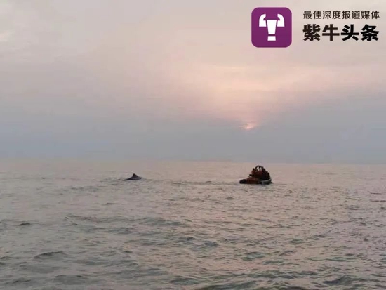 抹香鲸被拖船拽回海里