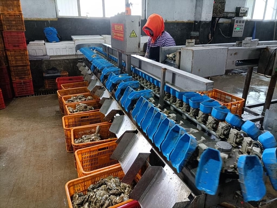 奋进新征程建功新时代大美边疆美味生蚝富小镇