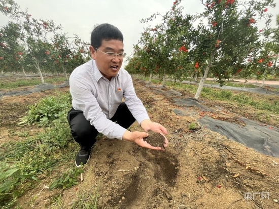  张家祥介绍石榴树下的生物有机肥（央广网发 张惟一 摄）