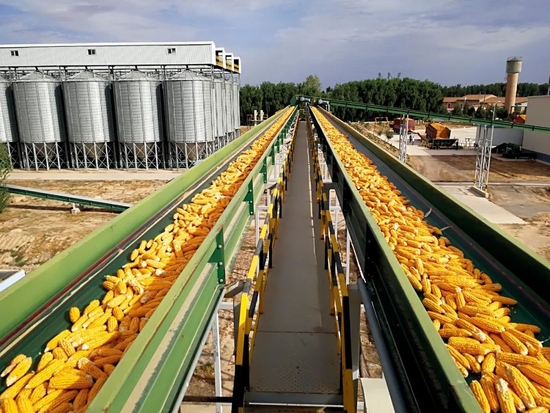 甘肃张掖市，德农种业股份公司张掖分公司的玉米种子加工生产线。图/视觉中国