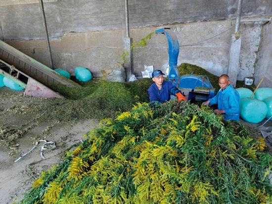 浙江湖州市埭溪镇联山村的一家羊场，人们正在将加拿大一枝黄花加工成饲料。供图/项继忠