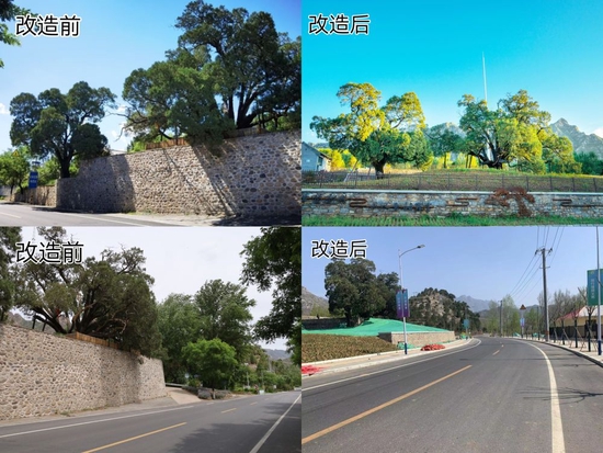  “九搂十八杈”生存环境改造前后对比图。