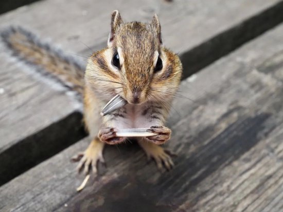 在吃瓜子的花栗鼠