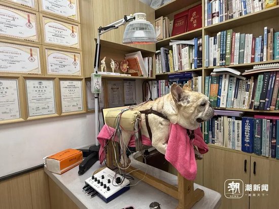 日均看诊量翻倍！宠物中医火了，医生坦言：我们常被当成“最后的希望”