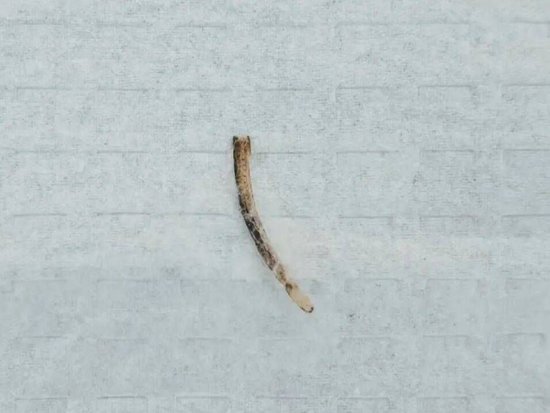 太痛了！郑州男子吃鱼时鱼刺卡喉咙，几天后竟卡在肛门，医生手术取出3.5cm鱼刺