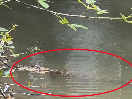 上海一小区内出现鳄鱼，当地：系2岁暹罗鳄，初步判断是人为遗弃，暂收容至动物园
