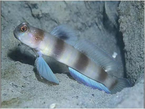 虾虎鱼 上观新闻图