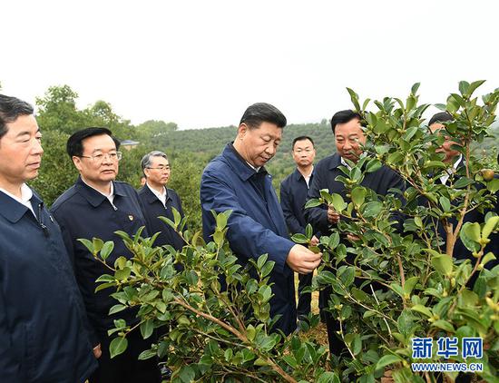 9月16日至18日，中共中央总书记、国家主席、中央军委主席习近平在河南考察。这是17日上午，习近平来到信阳市光山县槐店乡司马光油茶园，实地察看油茶树种植和挂果情况。 新华社记者 谢环驰 摄