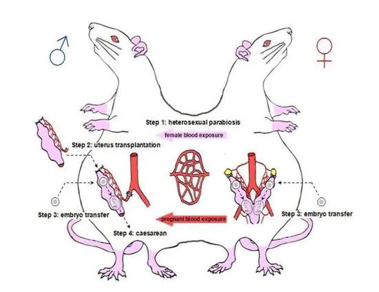  ▲在雄鼠身上构建的怀孕老鼠模型实验。图片来源：生命科学预印本平台bioRxiv