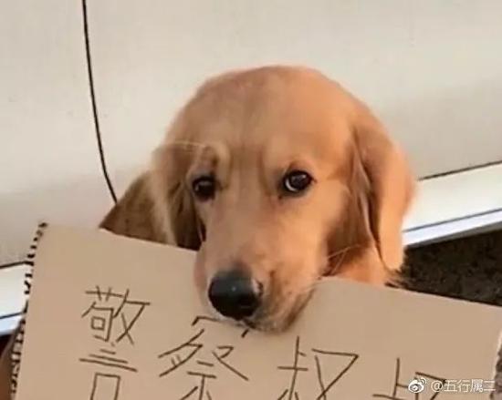 2018最喜感照片 看到第一张领导说要开除我(图)