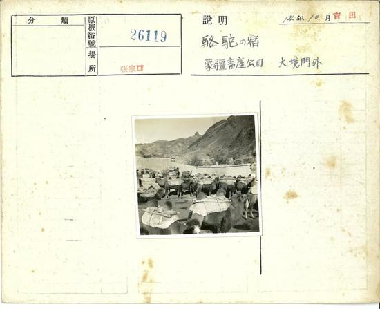 张家口 1939年11月,大境门外,休息的骆驼。