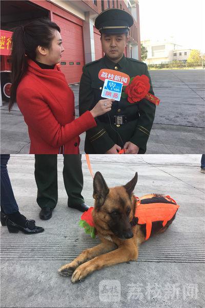 追忆我们的朋友功勋搜救犬沈虎 愿在天堂没有病痛 退伍后安家四川 沈虎安度晚年 但身体一直不好