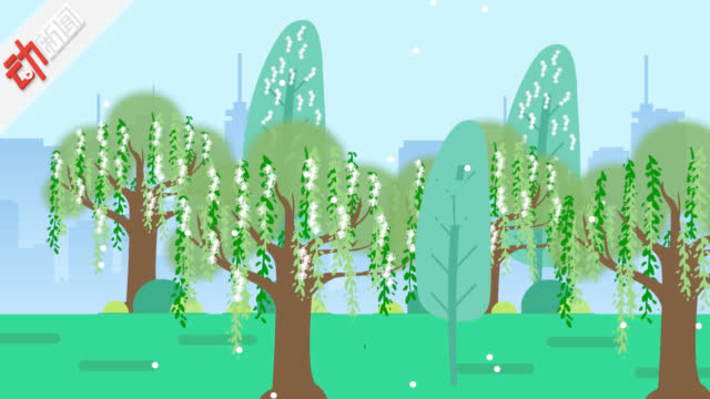 视频:北京杨柳絮一年重量等于400头大象 科普漫天飞絮该咋治_手机新浪