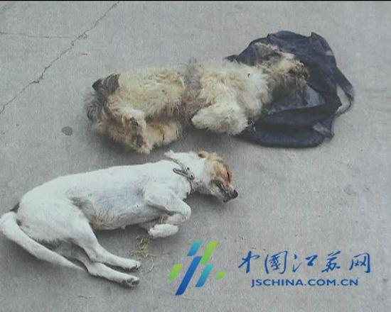 男子用剧毒氰化物毒死看家狗卖狗肉