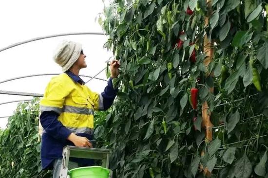 光照强度弱，长出的辣椒可能更辣。图片：abc.net.au