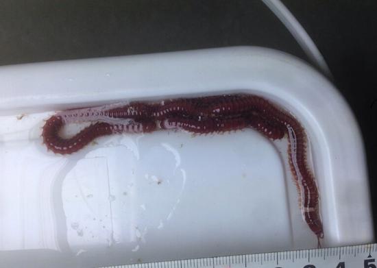 这种海底怪虫没脑子 所有残忍猎杀都靠本能