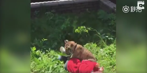 老虎的数码乐园