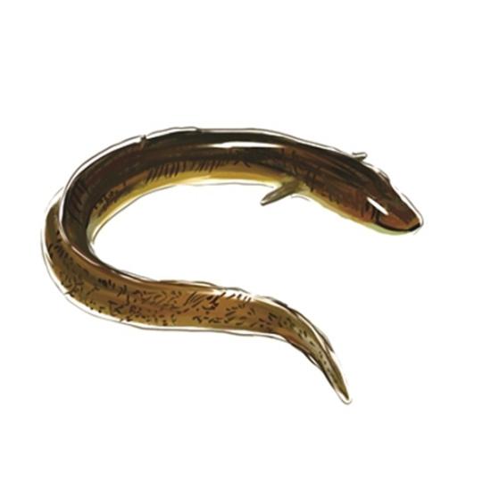 花鳗鲡:它的身体粗壮,很像硕大的鳝鱼,所以也叫"鳝王".