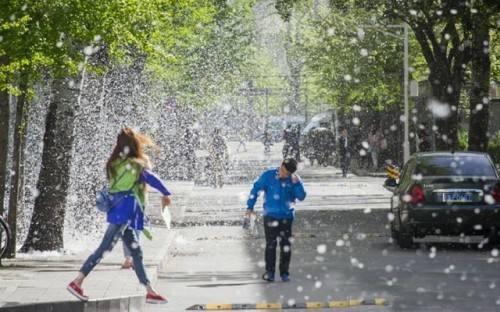 北京治理杨柳飞絮严禁焚烧
