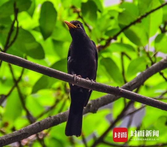 攻击“菲菲”的小鸟叫乌鸫