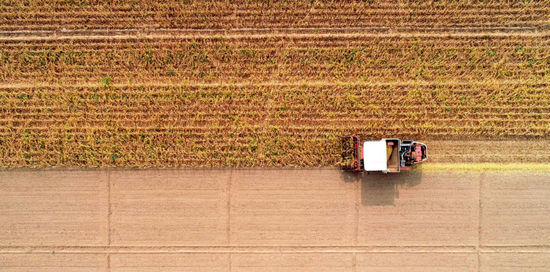 ▲ 石家庄市藁城区梅花镇朱家庄村的大豆田地里，农户驾驶农机收割大豆（2020 年10 月10 日摄） 梁子栋摄