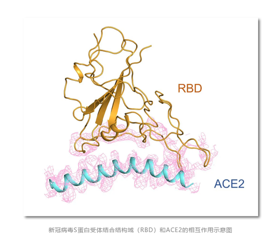 西湖大学研究团队获重大突破:深度解密新冠病毒侵染人体一刻
