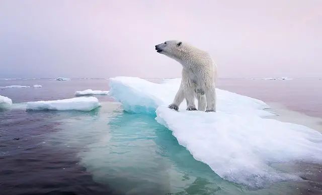 受全球气候变暖影响，北极熊的栖息地不断减少。（图源：网络）